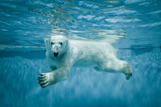 polar-bear-145969469-Shutterstock_Fotokon