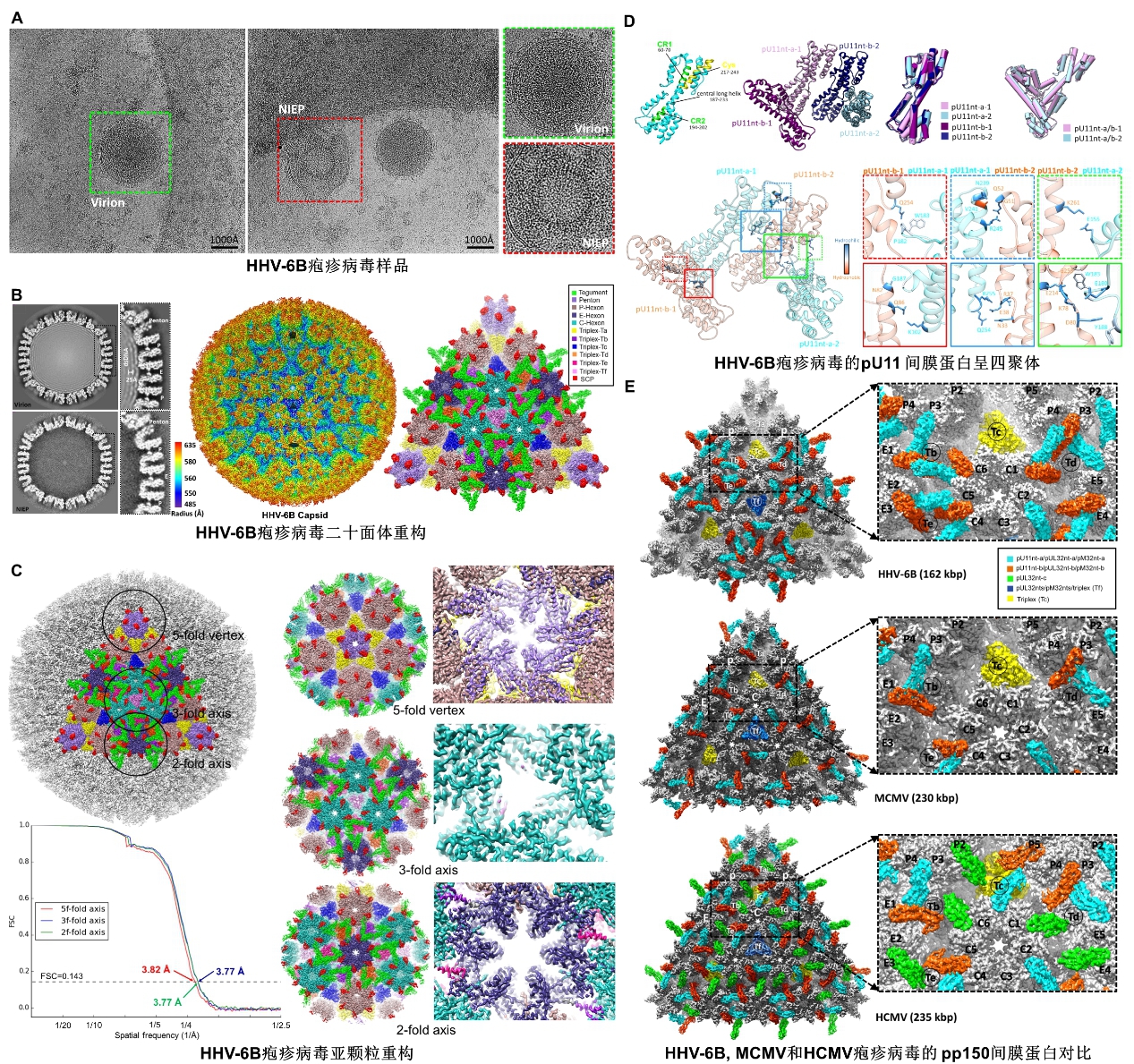 中国科大成功解析人类疱疹病毒6B型近原子分辨率冷冻电镜结构