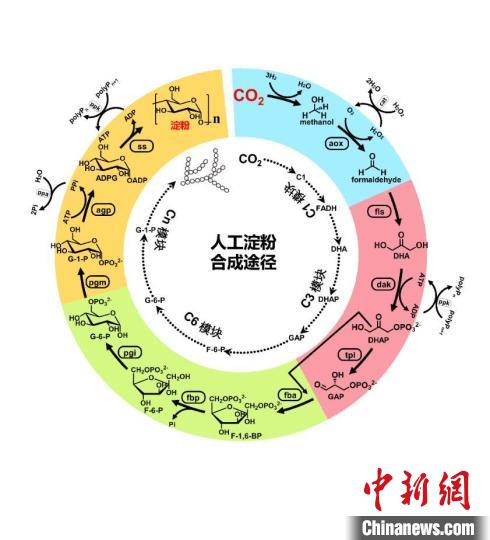 2021年度中国十大科学进展3：人工淀粉合成途径。　科技部高技术研究发展中心(基础研究管理中心) 供图
