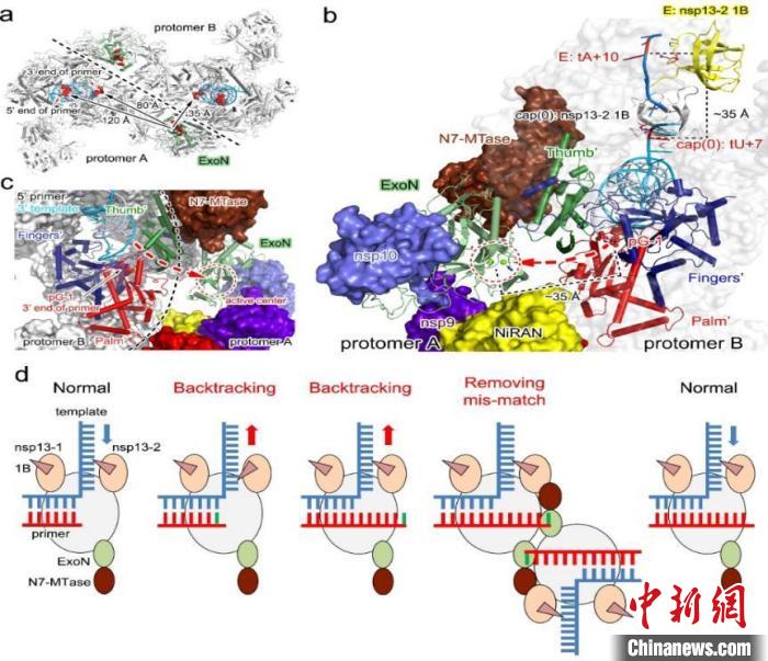 2021年度中国十大科学进展5：新冠病毒“反式回溯”的复制矫正机制。　科技部高技术研究发展中心(基础研究管理中心) 供图